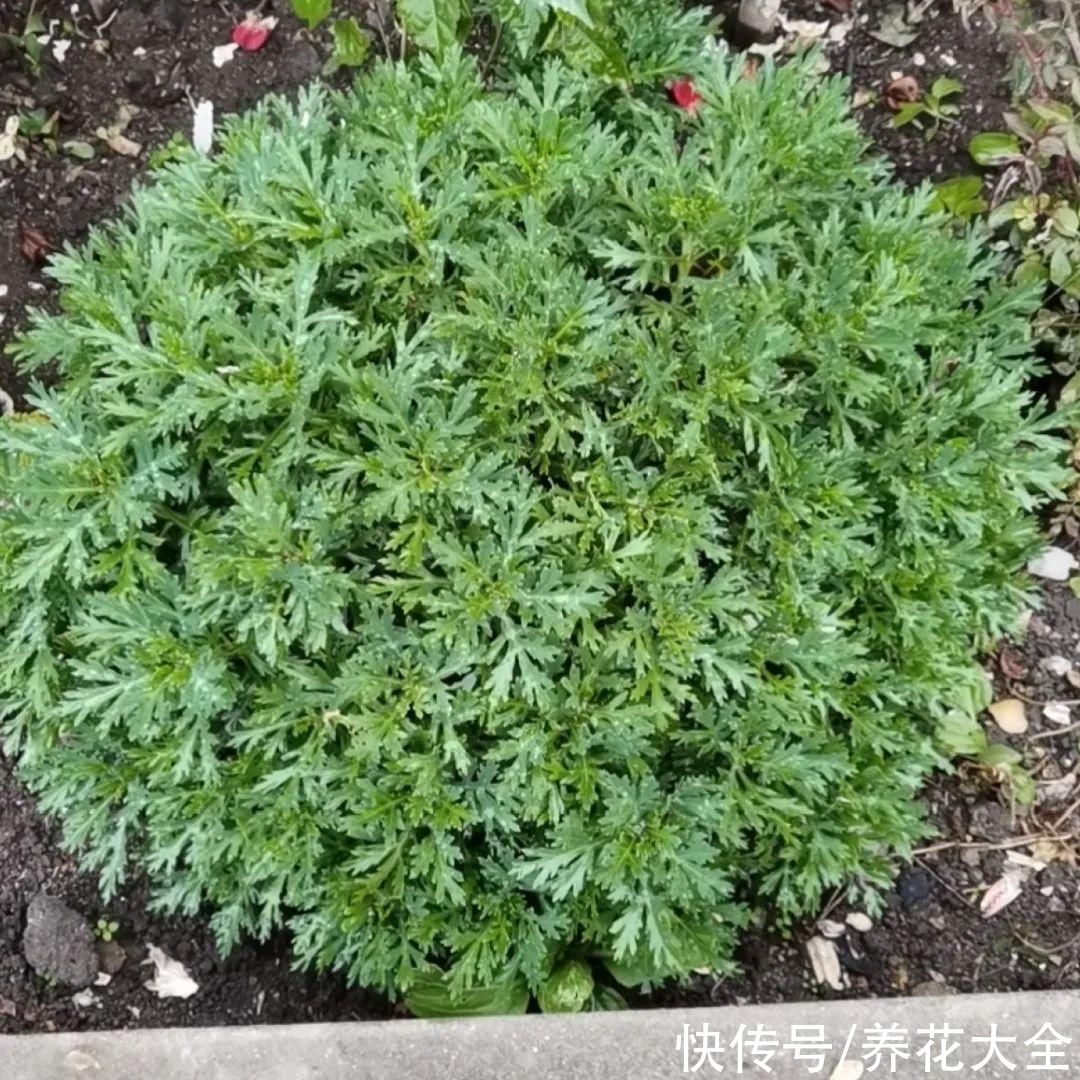 君子兰开完，会有3个“后遗症”，一定要重视