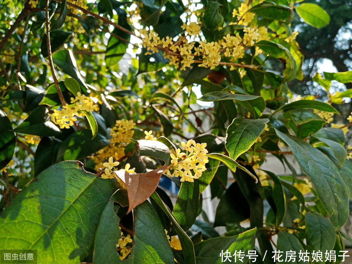 金桂不好养?四步教你养出一盆独一无二的桂花树,花开满枝头