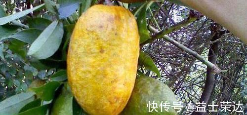 牛卵坨|农村这种野果,常吃能清热利尿补肾,如今一斤25成稀罕货