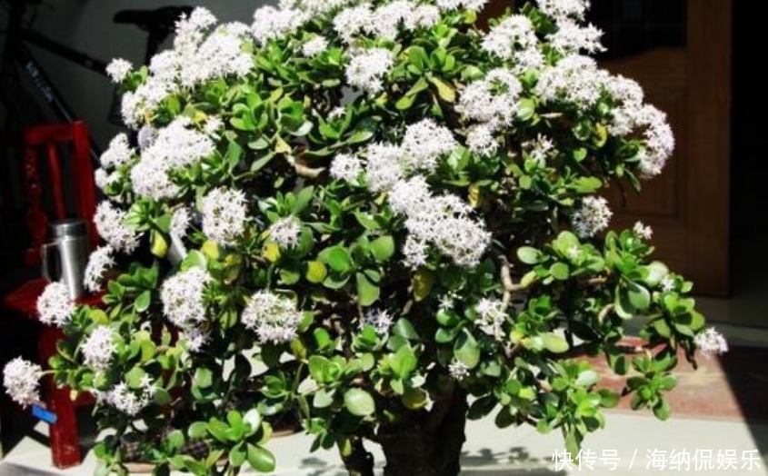 玉树|再穷也要种的“2种盆栽”!镇宅招财是其次,图3开花了一辈子享福