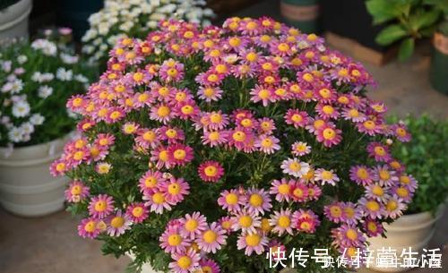养护|夏天养这4种花,千万别淋雨,一沾水就黄叶掉花苞,记得搬进屋