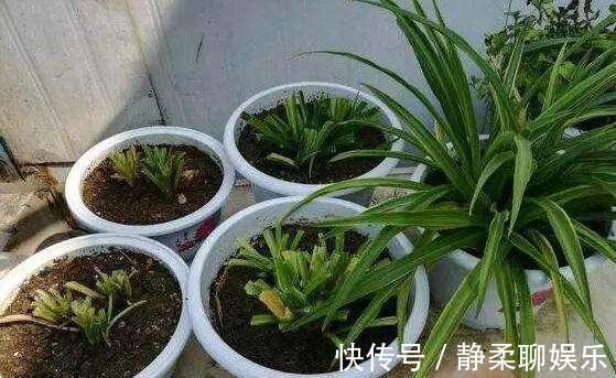 吊兰“干尖黄叶”,注意3个方面“不达标”,别忽视!