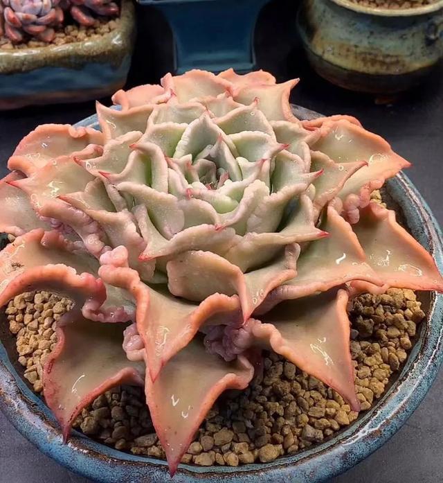 所爱隔山海,山海皆可平!多肉不只露养好看,灯光下的多肉也精彩