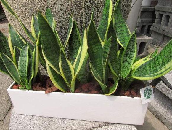 虎皮兰不长新芽挖出来一些土壤,养护得当,短时间内轻松爆盆