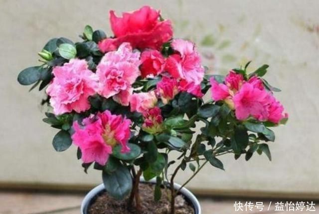 阳台|这3种花好漂亮,四季开花倾国倾城,好养花量大,美爆阳台变成花园