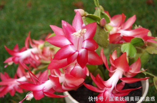 蟹爪兰、长寿花开花之后,简单1招,不出一月又挂满花苞,第二春