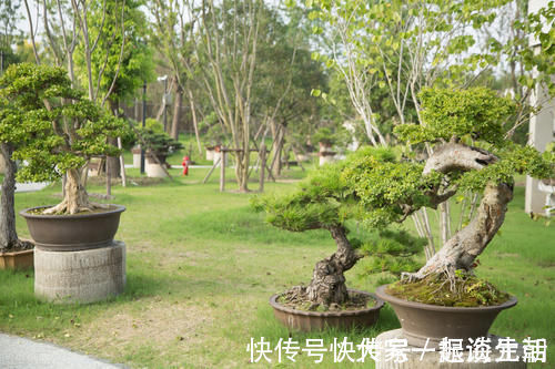 松柏|松柏盆景是盆景界的长寿树，教你日常养护的要求和技巧，长势旺盛
