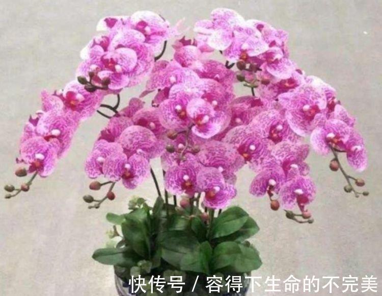 银杏树|4种花很好养,花开酷似一盏盏红灯笼,养在哪里都爆盆,惹人喜爱