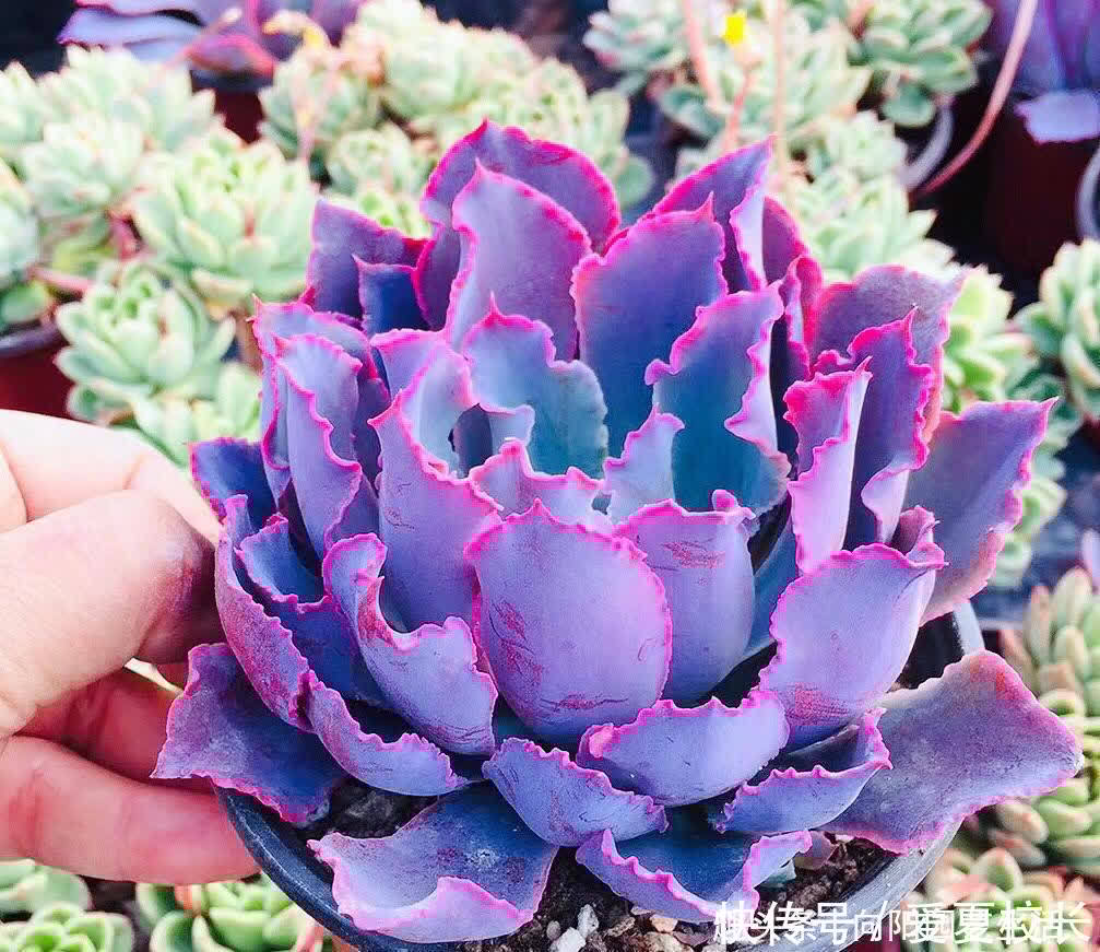 广寒宫|多肉种之前要想好了，花盆选对了，对多肉生长更有利