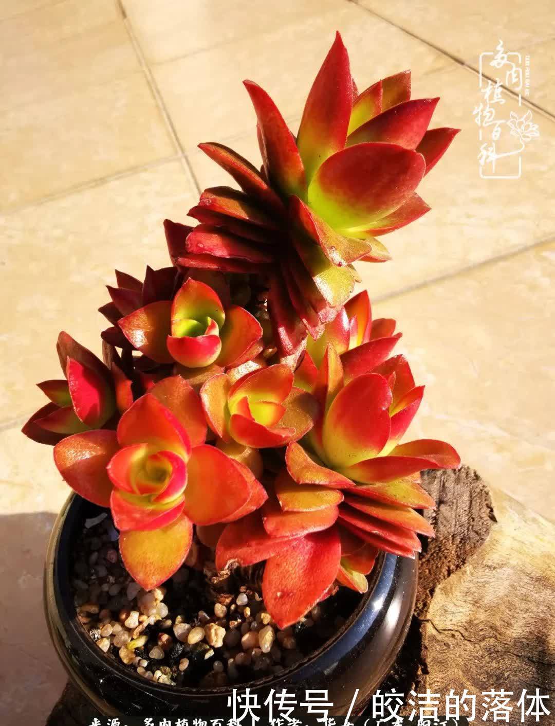 广东的冬天是多肉的春天,时间是最好的魔法师!