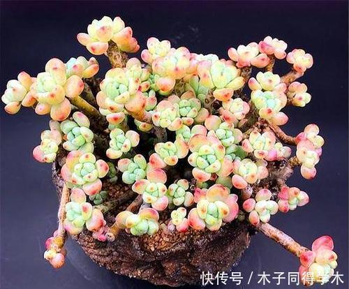 多肉植物|养了3年的多肉劳尔,长成老桩香味迷人,方法简单适合新手