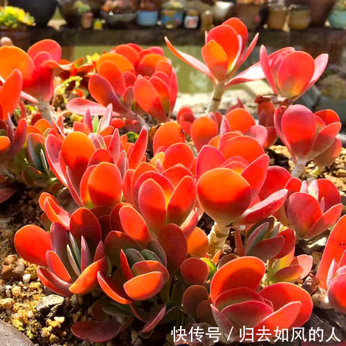 养护|平平无奇的多肉唐印,做好几件事,叶片红艳艳,谁见了都夸美