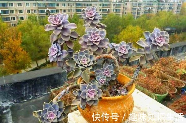 为数不多的好看又好养的多肉,不徒不挂活得久,3年成漂亮老桩!