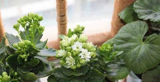 长寿|3种“长寿”花草,家里养上几盆,家人更健康,一起来看看吧!