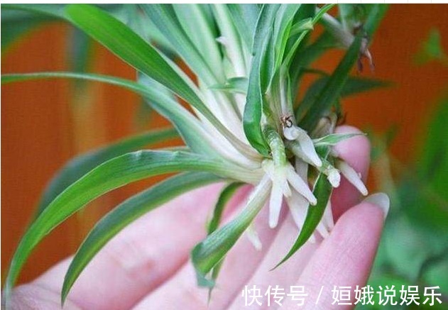 秋天|秋天，可以扦插了，花卉这样扦插很快就发芽长根，插啥都能活