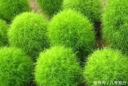 地肤|大材小用！这种野草被农民拿来当扫帚，它的功效你知道吗？