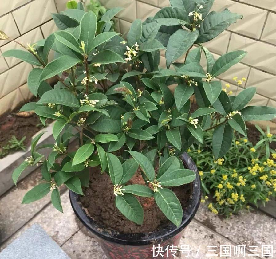 8种花“作用大”,香气满屋能泡茶,你养着花漂亮,花养着你健康