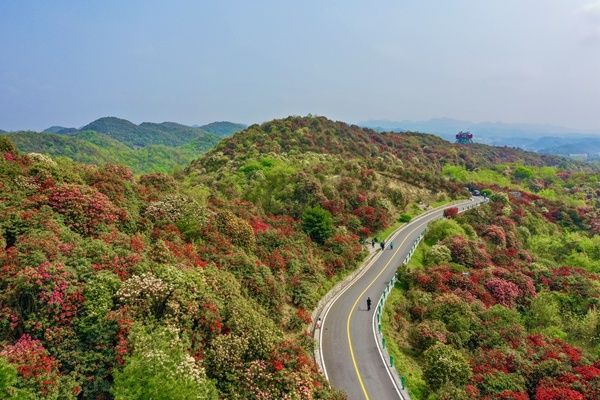 旅游公路|工行大方支行：旅游发展跑出“加速度” 百里杜鹃锦上添“花”