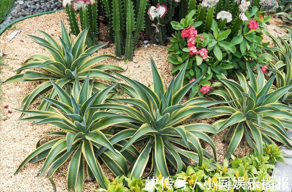 养花|3种霸气“吸毒”花,“镇宅旺财”,但是有毒,养花要知道