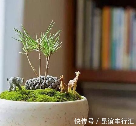 3种植物，就像净化器一样，能“净化空气”，效果很好