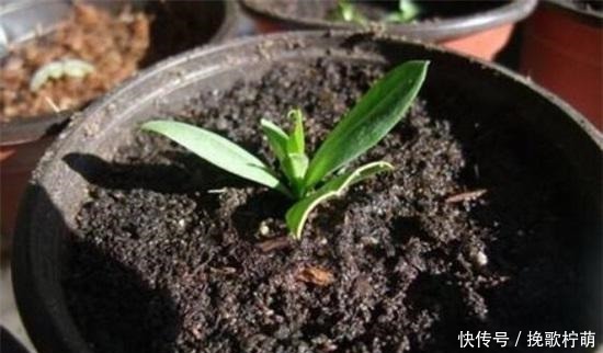 土质|最不适合养花的几种土壤,千万不要用,否则黄叶烂根养不活!