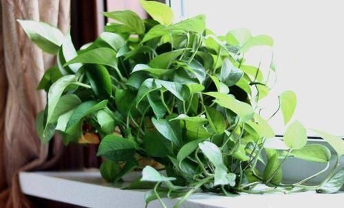 叶子|秋后养绿萝,浇水加点它,叶子油绿,一窜2米长