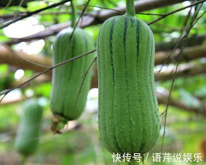 中老年人|丝瓜和它是天生的“敌人”,不能一起食用,记得告诉家里人