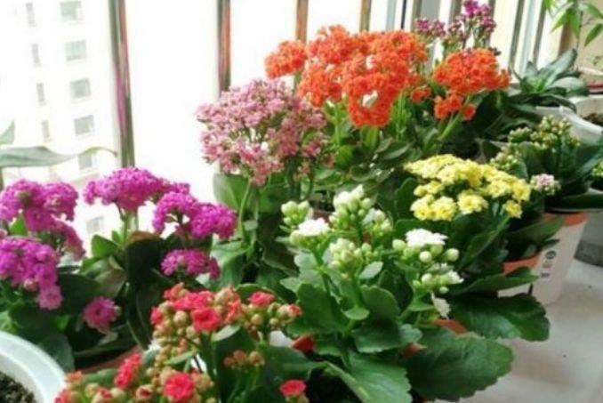 养花就养4种花，家里养一盆，花美心情好，一养就上瘾