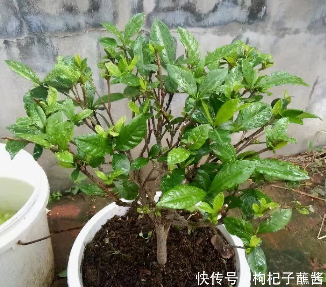 有3种花，春季绝对不可以修剪，这样才能花苞更多，枝枝有花