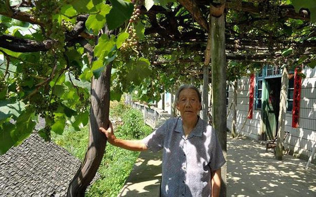 农村|农村院子里最适合种的5种树，不但寓意好，而且美观又实用！