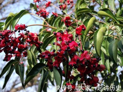 治病|农村一种臭树,果实很珍贵,是民间治病良药,若是遇见,要珍惜