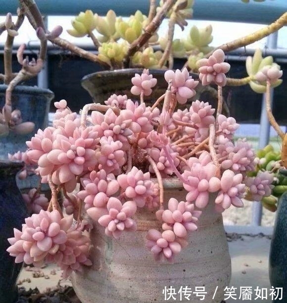 多肉小菜虫:多肉桃蛋胖到炸裂,也适用于所有景天肉!