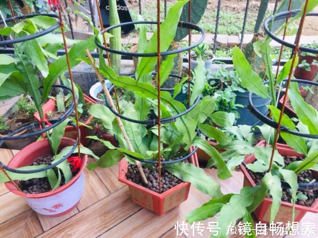 这花真稀罕，刚开花就被掐光了，花钱未必买得到！