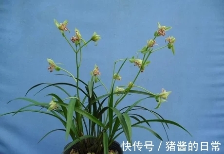 此兰曾多次获奖，花型罕见，兰香高雅，被誉为建兰奇花之首