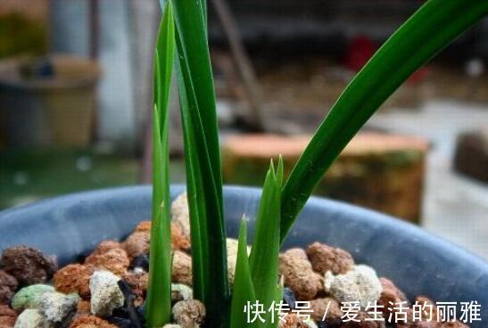 生长期|兰花需不需要施肥？什么时候施肥？用哪种肥料？1份清单看好了