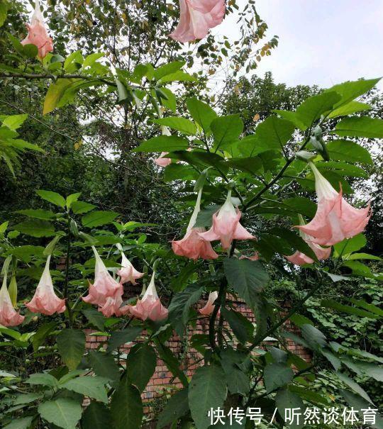 有毒花|8种常见“有毒花”,小心误买回家,家里有小孩要谨慎,安全第一