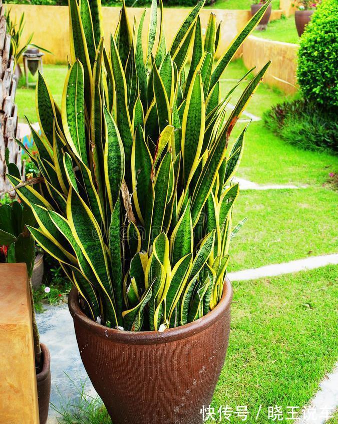 小芽|冬天虎皮兰,正在“虚弱期”,注意3个要点,小芽一个接一个