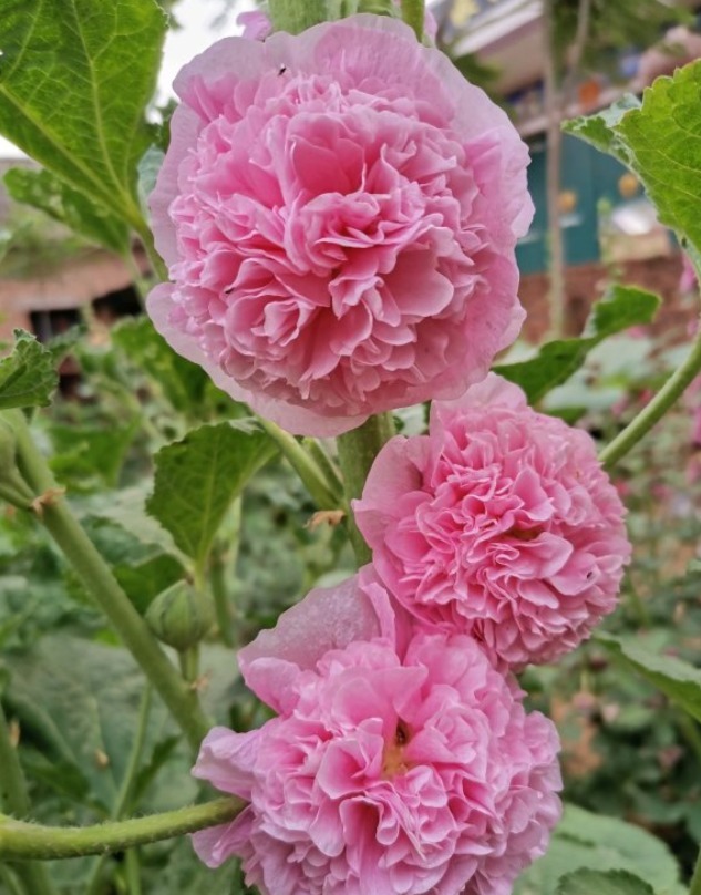 漂亮的蜀葵开花了,随便撒些种子,来年就是一片花海!