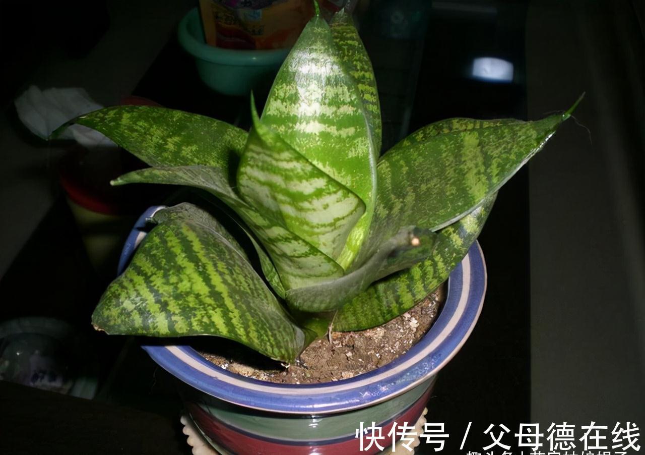 虎皮兰繁殖成活率高，而且好养活，按这3个方面来做，养出好状态