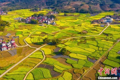 航拍江西多地油菜花陆续绽放 一派春日田园景象