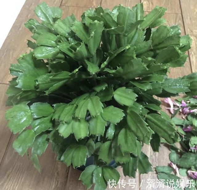秋天|蟹爪兰度夏“破败不堪”，咔嚓剪一刀，九月满新叶，开花密
