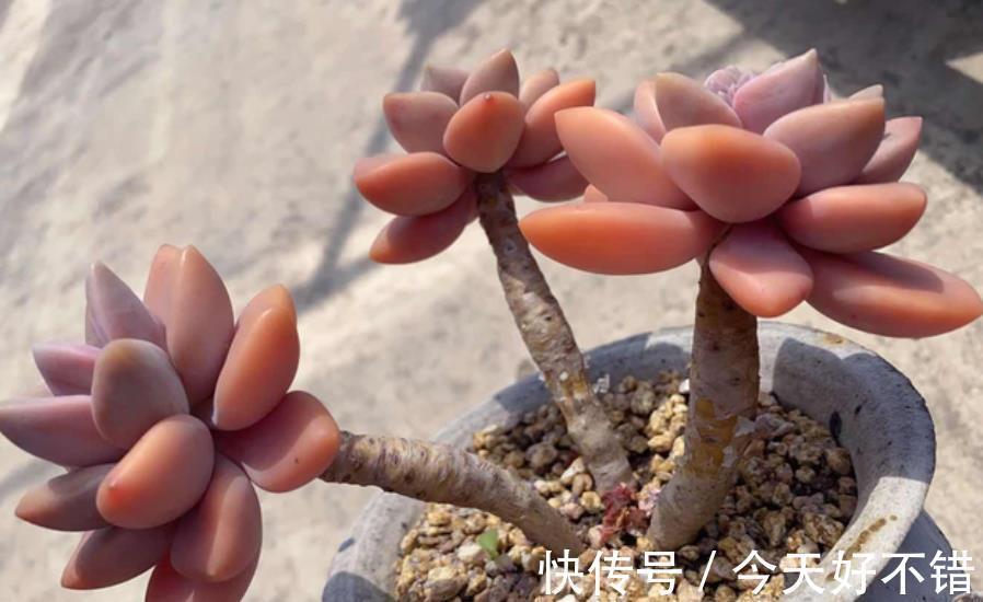 5种皮实耐寒的花卉,被称作“冻美人”,冻一冻颜色更鲜艳