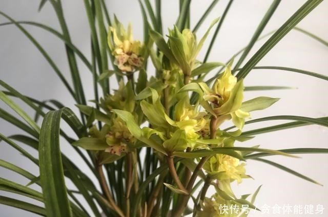 曾经的天价兰花，现在很便宜，花香浓郁，养护简单，很值得栽培！