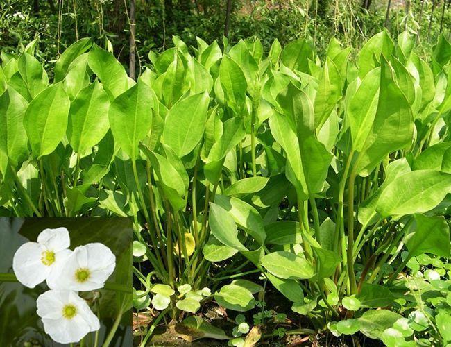 湿气|中医入门8种祛湿利水中药,除湿气,消水肿的好手,一次讲清楚