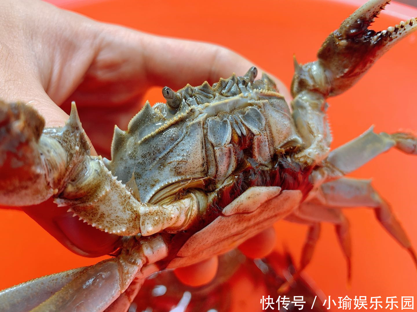 保存螃蟹时,放冰箱就错了!渔民:教您1妙招,放一周都是鲜活的