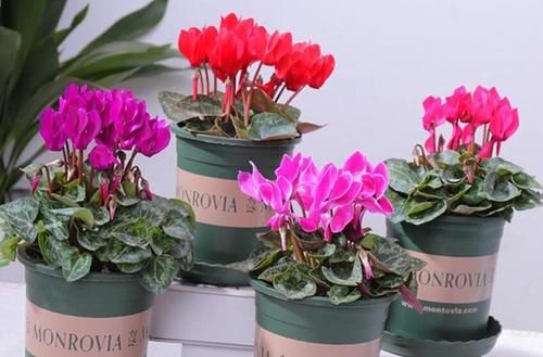 六种花一到夏天就怕热，不开花还不好养，照此做才能安全度夏