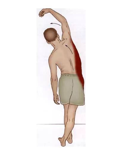 腹外斜肌|你要的拉筋，都在这里！