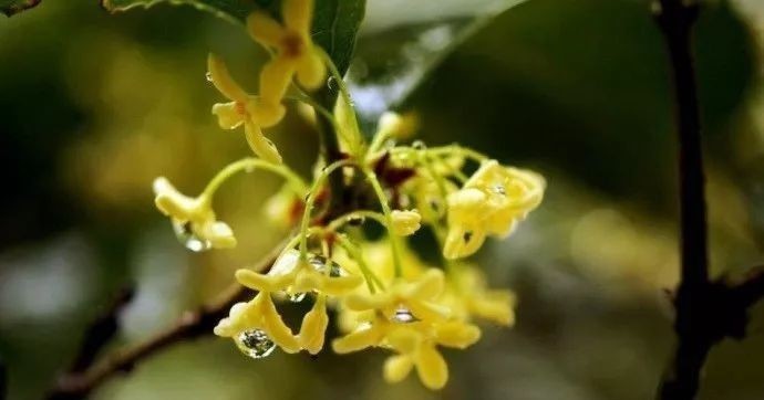 幽兰花|中国十大名花欣赏，一花一诗，惊艳千年！