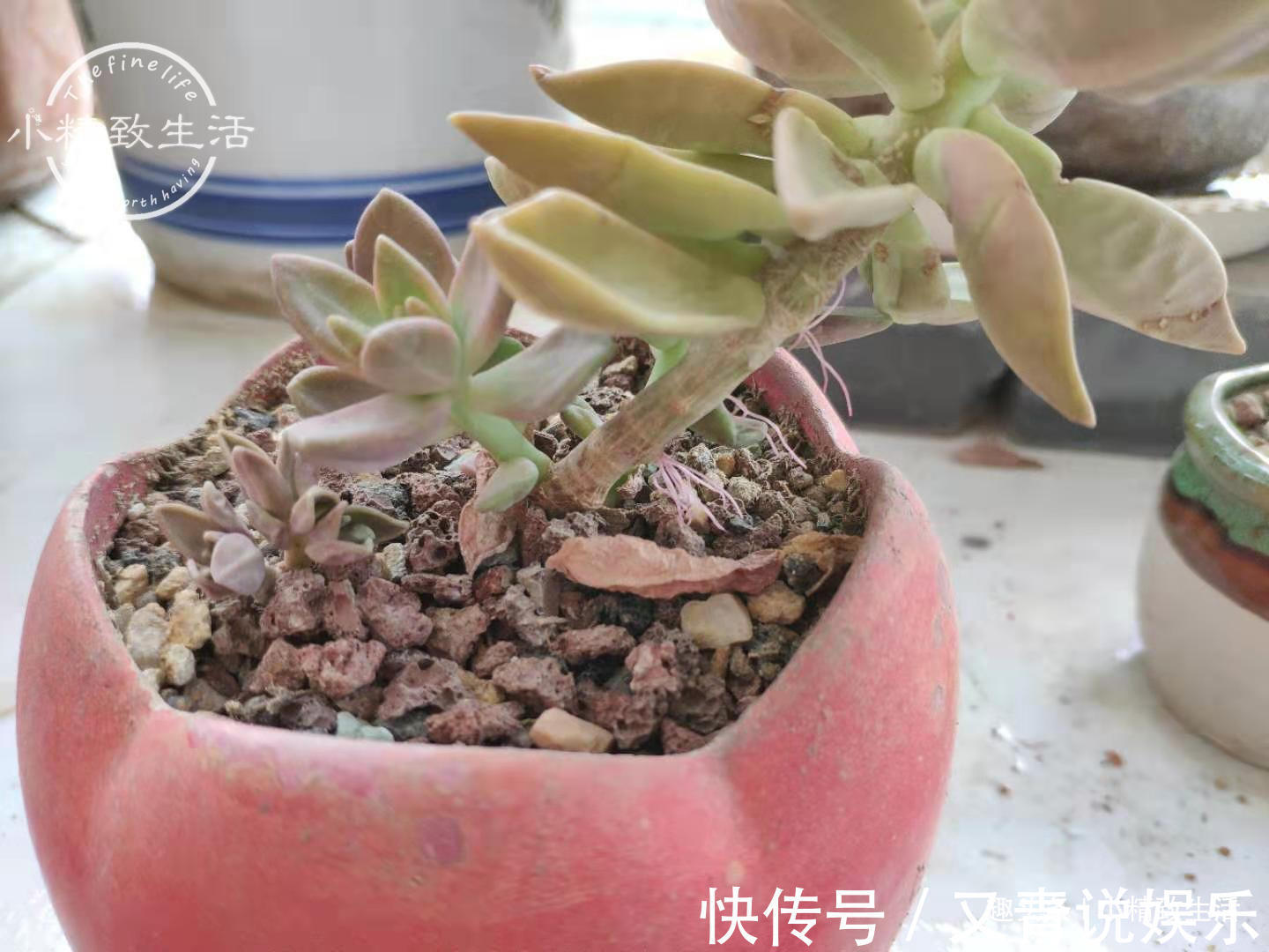 多肉阳台党度夏总结,收拾空盆,亡羊补牢,明年再战