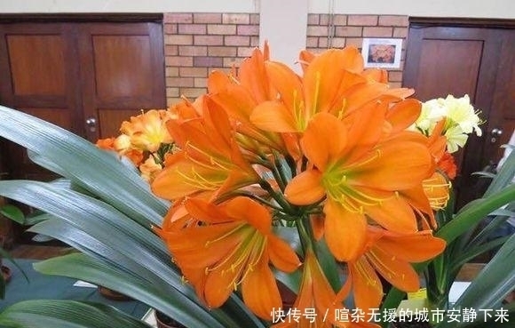 漂亮|七月看到3种花,再漂亮也别买光休眠不开花,还难伺候